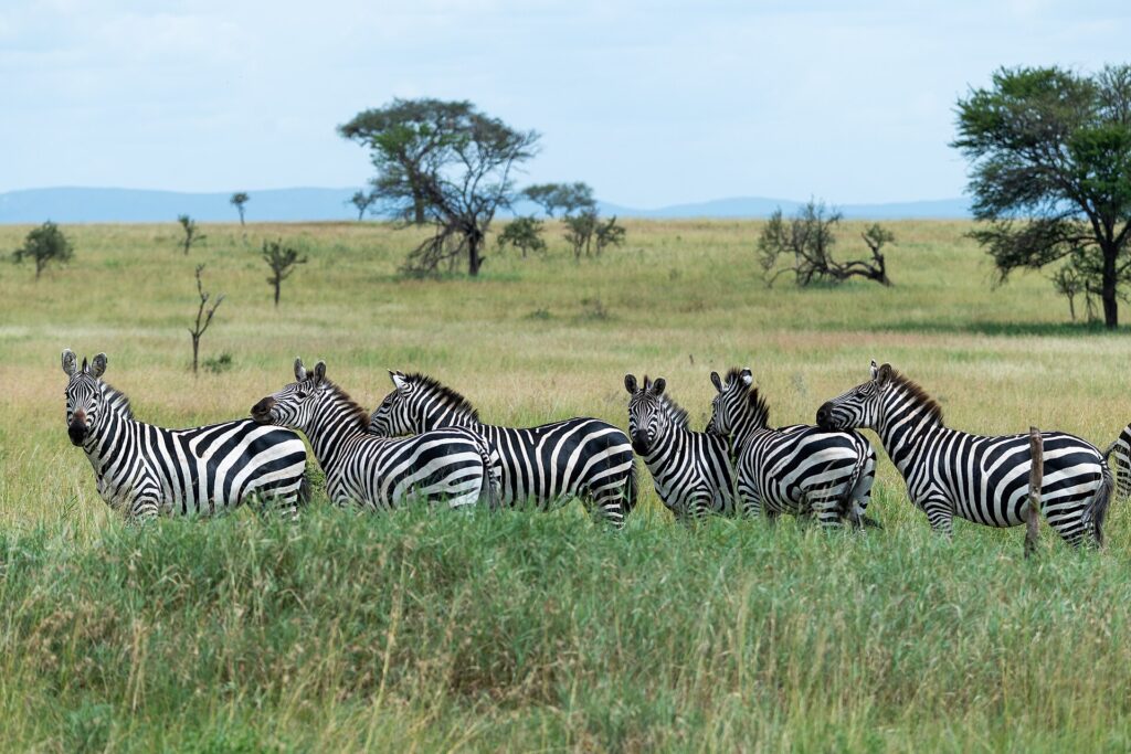 Six plains zebras lined up in tall green grass, three turning their heads toward the camera, with acacias and blue hills in the background