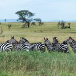 Six plains zebras lined up in tall green grass, three turning their heads toward the camera, with acacias and blue hills in the background