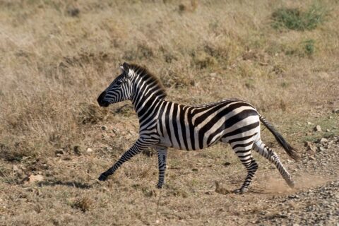 A plains zebra galloping in profile through dry grass, dust kicking up under its hooves, its mane upright