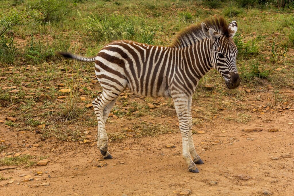 A zebra foal with stripes that are still brown and a bristling mane stands side-on on a red dirt track, green grass behind
