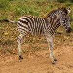 A zebra foal with stripes that are still brown and a bristling mane stands side-on on a red dirt track, green grass behind