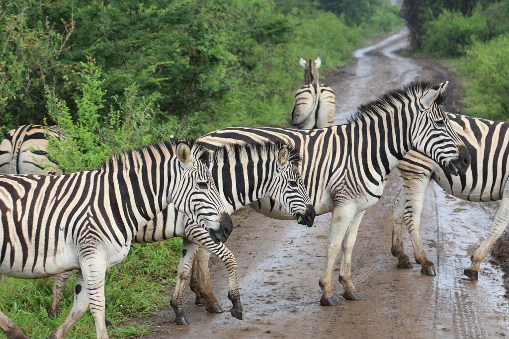 Plains zebras cross a wet dirt track in the rain, one of them with a tuft of grass in its mouth, green bushes on both sides