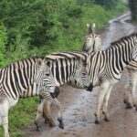 Plains zebras cross a wet dirt track in the rain, one of them with a tuft of grass in its mouth, green bushes on both sides