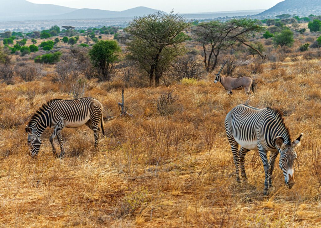 Two finely striped Grévy's zebras graze the dry grass, a beisa oryx with long straight horns standing behind them near the acacias