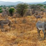 Two finely striped Grévy's zebras graze the dry grass, a beisa oryx with long straight horns standing behind them near the acacias